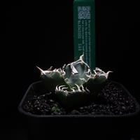 アガベ　Agave SAD Titanota South African Diamond (SAD) - アガベ チタノタ