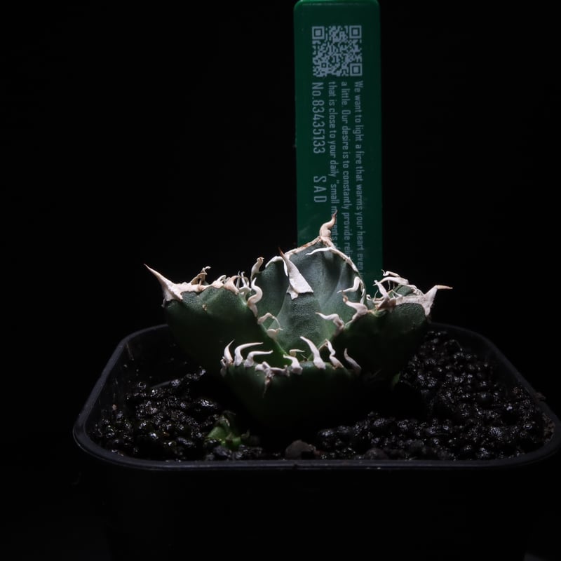 管理No.83435133】アガベ SAD（発根済） ｜ Agave titanota