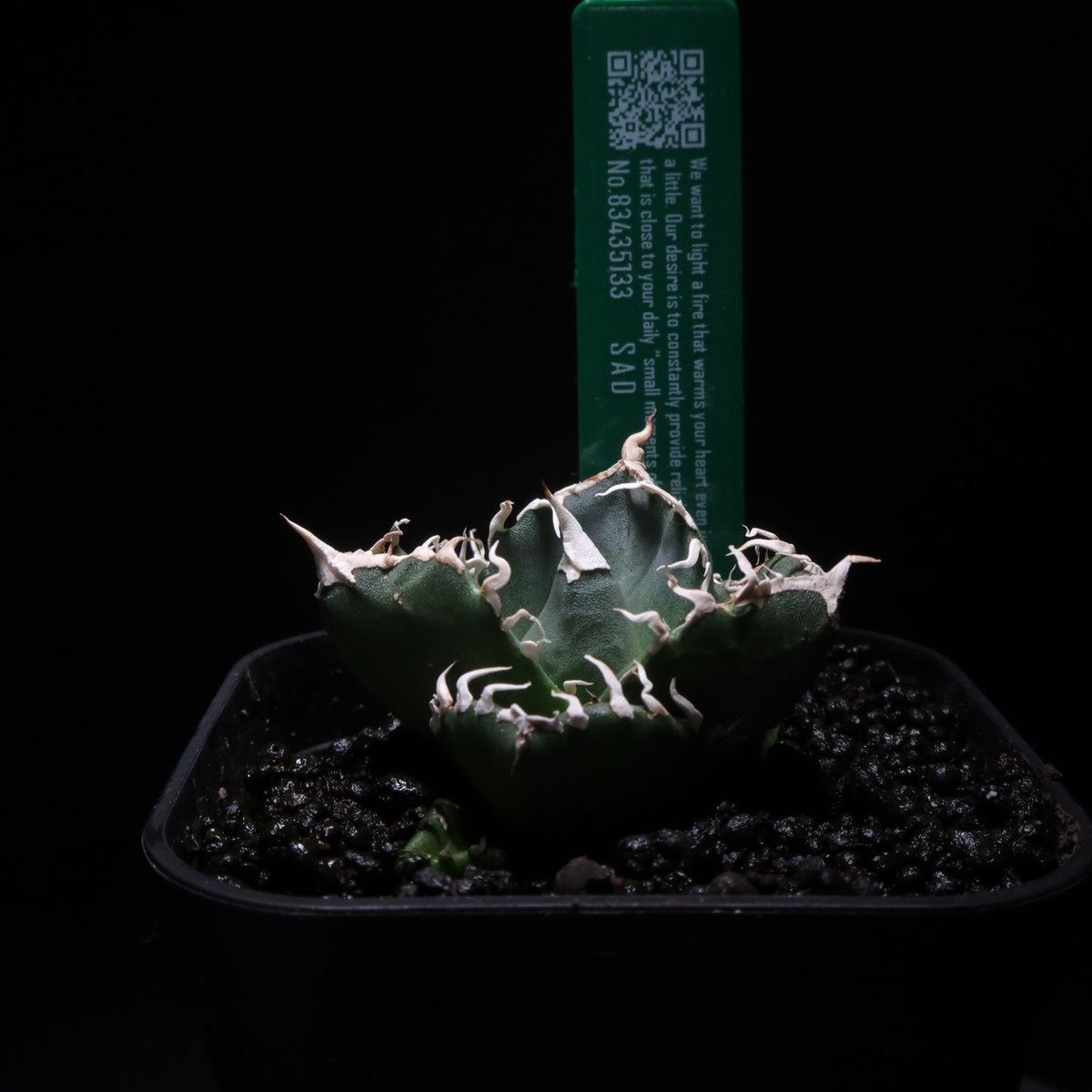 アガベ　Agave SAD 📢 Agave titanota 'SAD' – Now Available! A stunning, highly sought