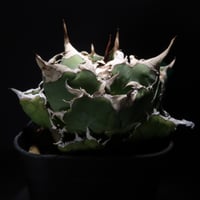 特別価格】アガベ SAD（発根済） ｜ Agave titanota SAD “sout