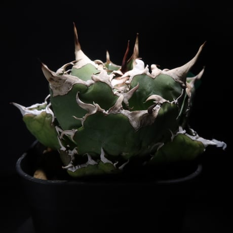 【限定1】Coyote Plants産　安曇野白鯨（帯向氏由来）　子株　OC 限定1】Coyote Plants産 安曇野白鯨（帯向氏由来） 子株 OC