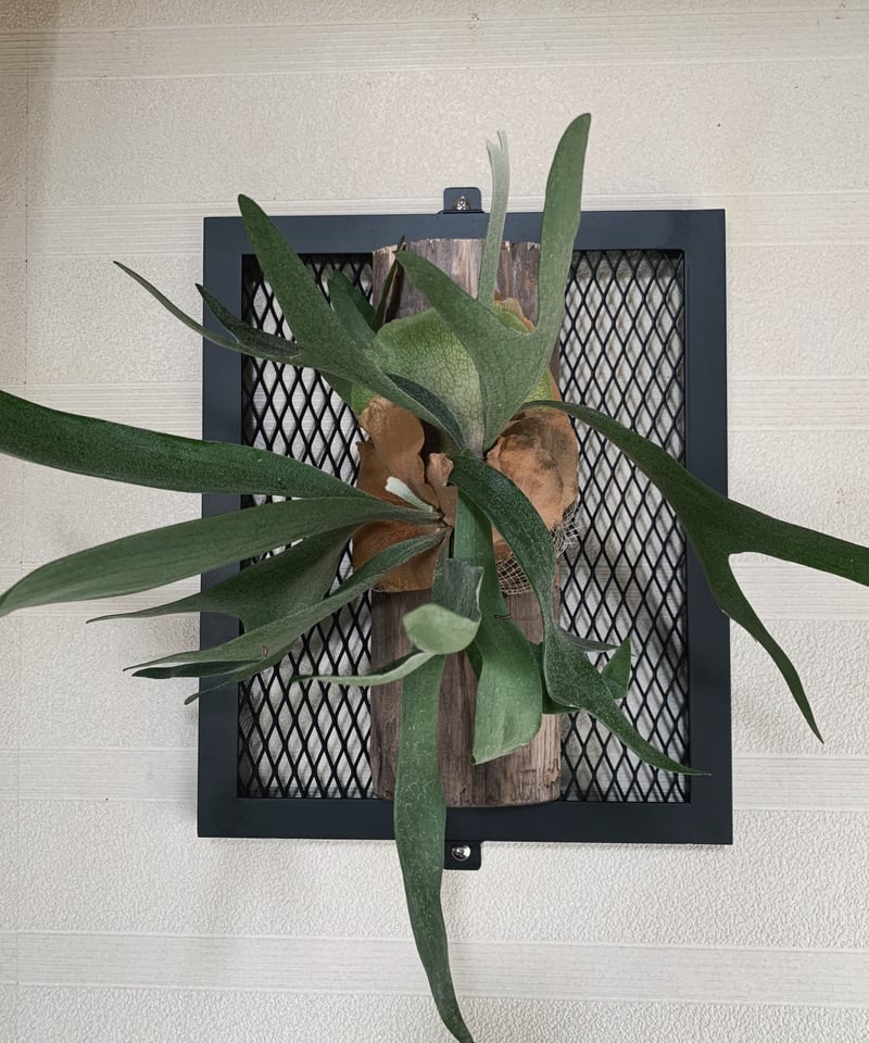 PS-06ビカクシダフレーム ビカクラック | アイアンガレージhimenosuke