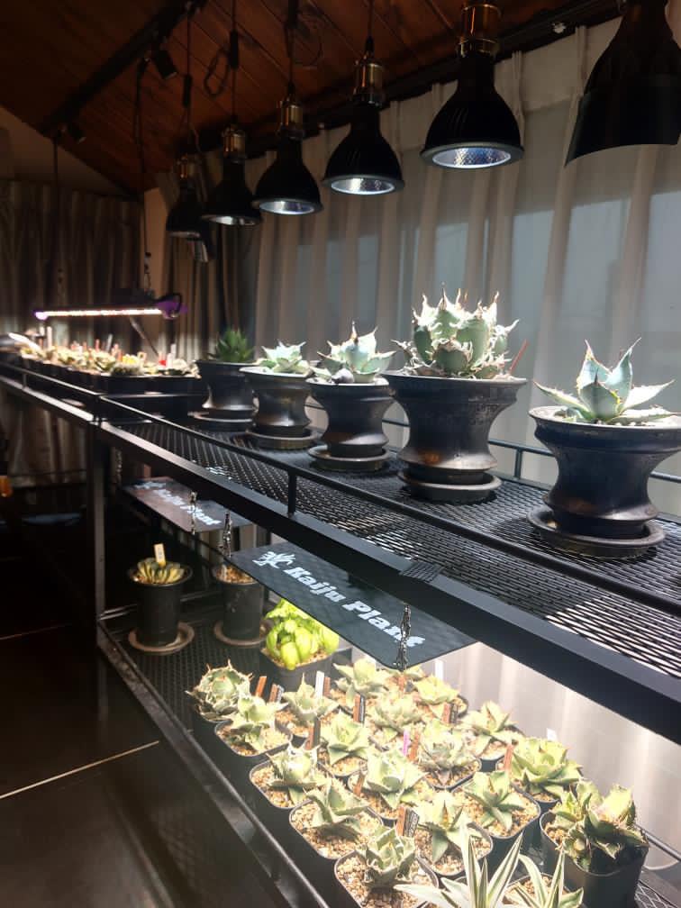 1台限定！　塗装前完成品　アイアン　ミニ植物棚　塗装後発送！ 1台限定！ 塗装前完成品 アイアン ミニ植物棚 塗装後発送！