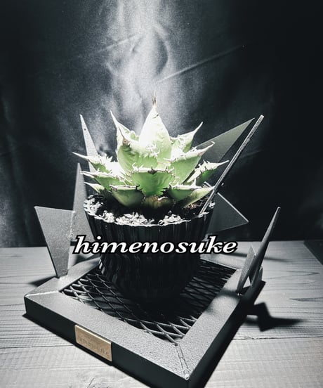 最新作 無骨なアイアン＆ウッド飾り棚ｋ　イベント什器 ミニ盆栽　苔玉 最新作 無骨なアイアン＆ウッド飾り棚k イベント什器 ミニ盆栽