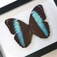 【標本】アキレスモルフォ ♀