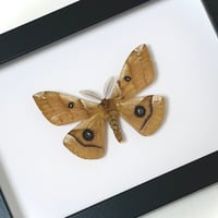 【イベント先行販売/標本】エゾヨツメ ♂
