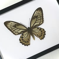 【イベント先行販売/標本】アカメガネトリバネアゲハ ♀