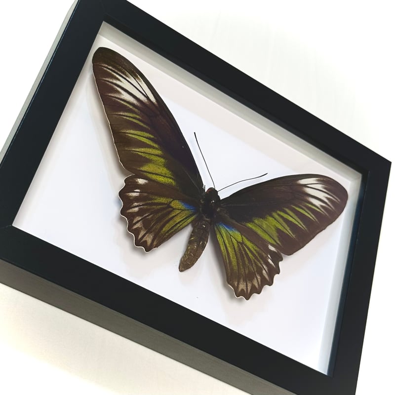 標本】アカエリトリバネアゲハ ♀ | LOOM-404