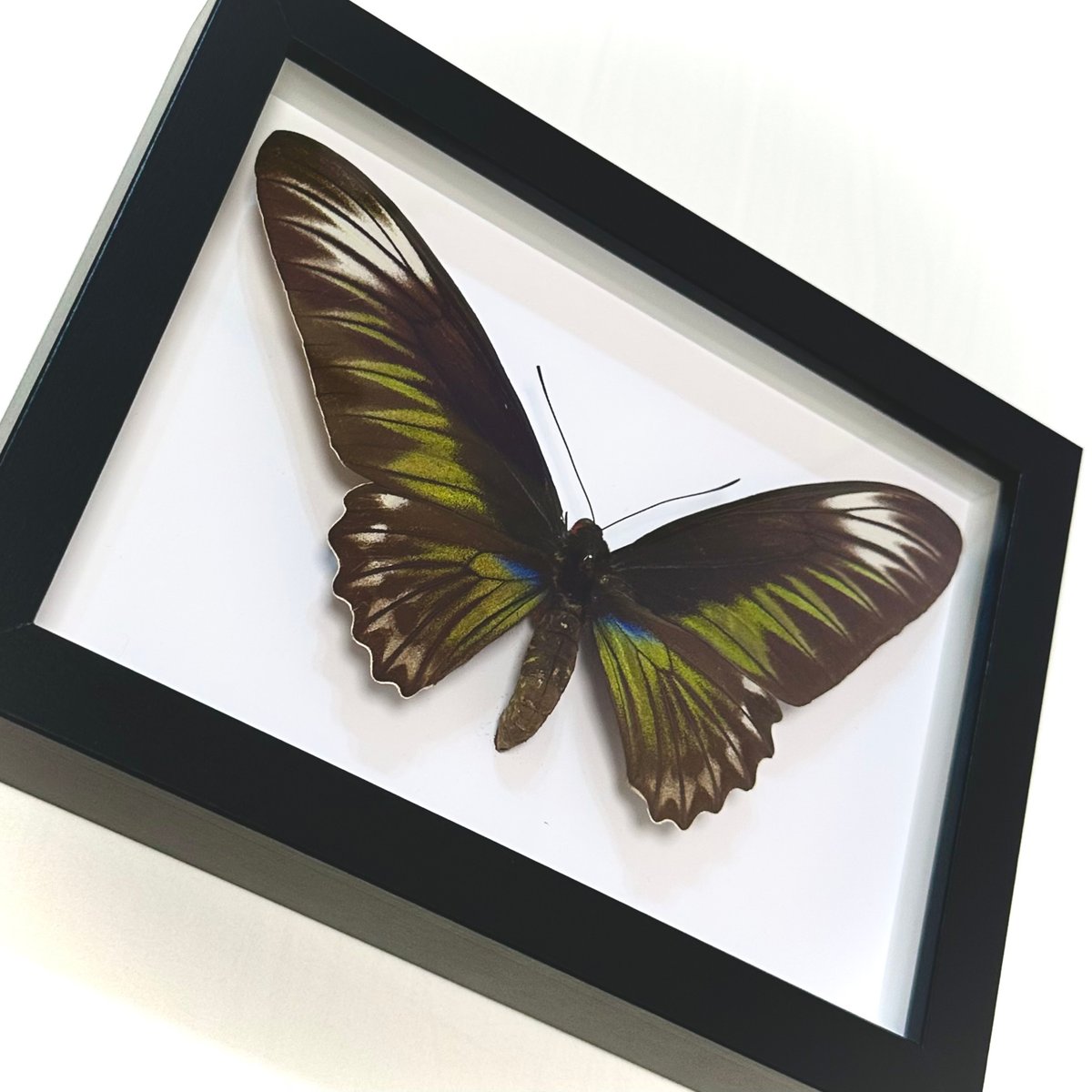 標本】アカエリトリバネアゲハ ♀ | LOOM-404