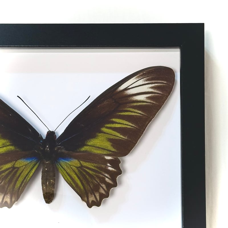 標本】アカエリトリバネアゲハ ♀ | LOOM-404