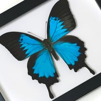 【イベント先行販売/標本】オオルリアゲハ ♂