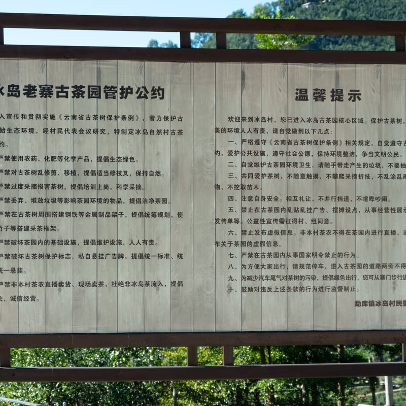 2024年_冰島老寨プーアル茶「単株茶」（樹齢700年） | プーアル茶専門