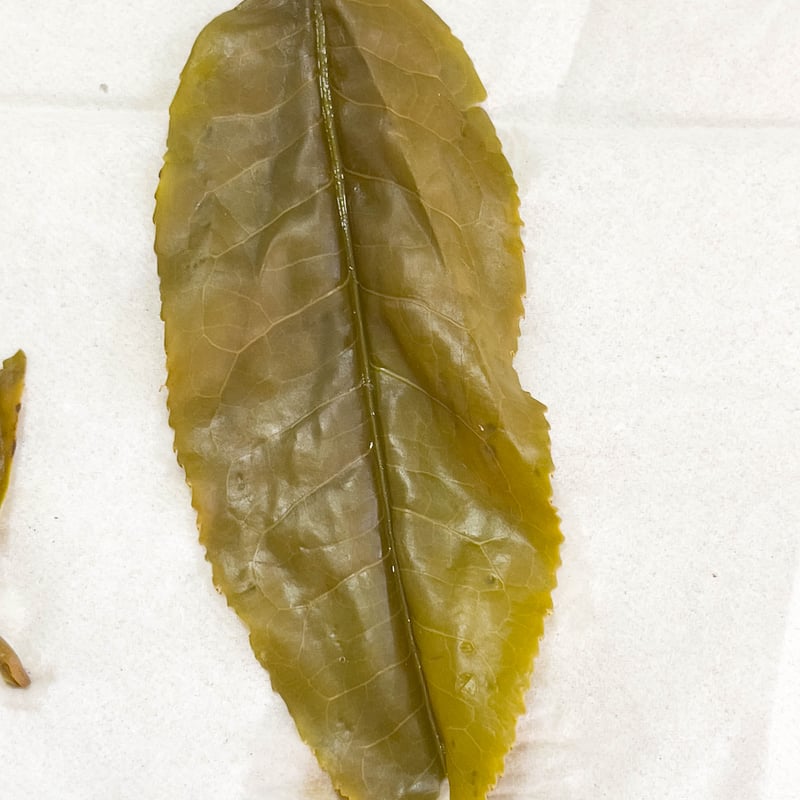 中国茶　プーアル茶　氷島　茶葉　生茶　高級茶葉 冰島古樹生茶 プーアル茶 : お茶の専門店HOJO