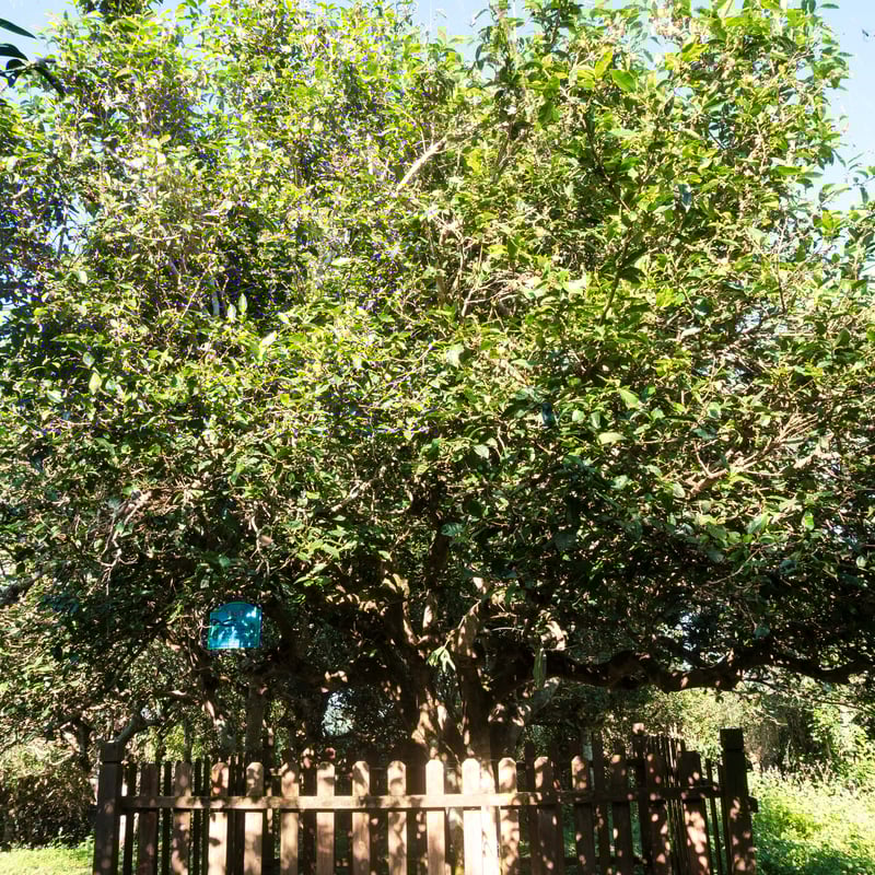 【號級骨董品茶・金色印字票】貴重・極上品百年古樹プーアル茶・生茶 號級骨董品茶・金色印字票】貴重・極上品百年古樹プーアル茶・