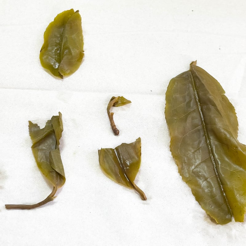 2024年冰島プーアル生茶（冰島500年古樹茶：阿桂蔵茶
