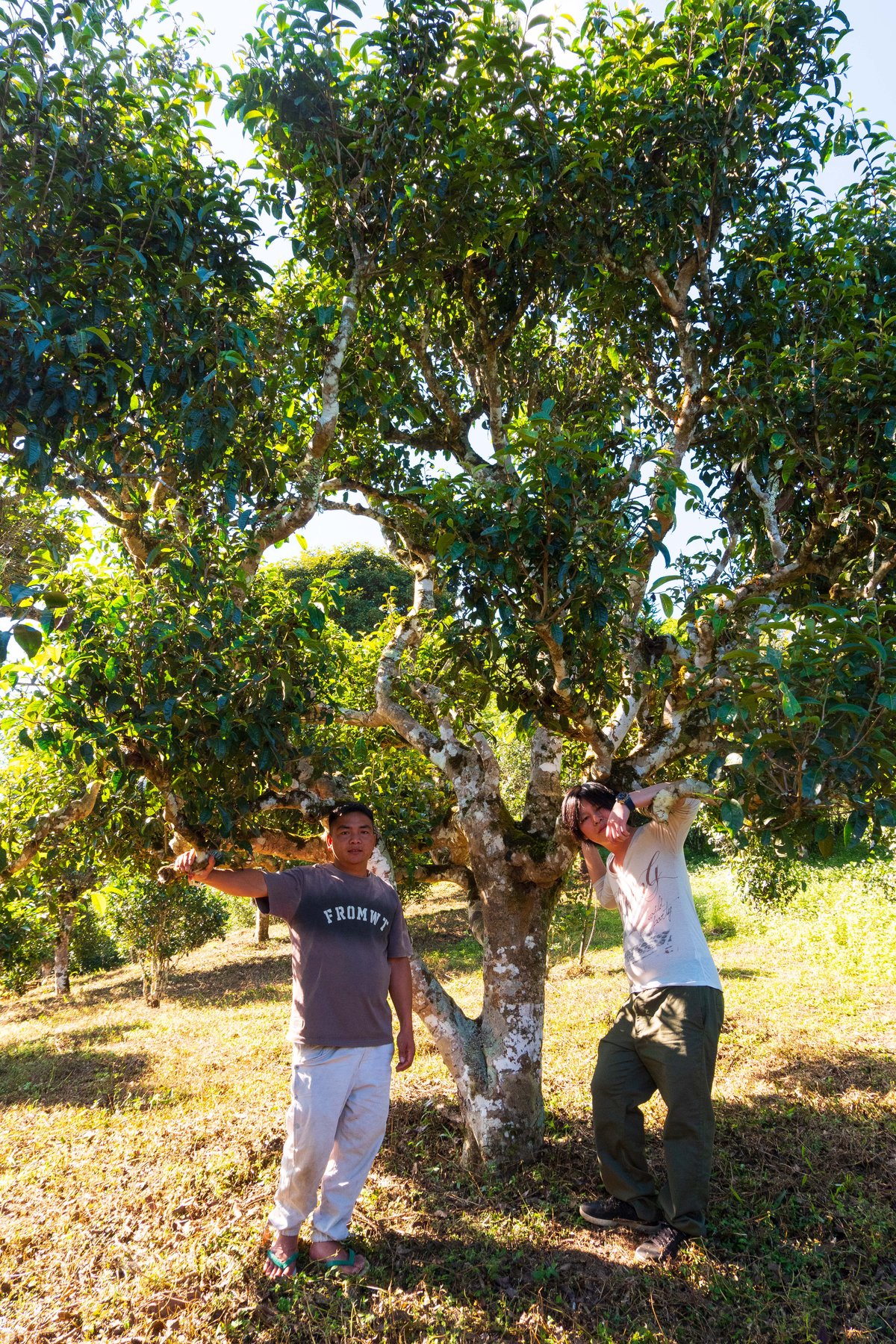 哈尼古茶 布朗山 雲南省 プーアル茶「広別老寨」純料生态古樹茶 哈尼古茶 布朗山 雲南省 プーアル茶「広別老寨」純料生态