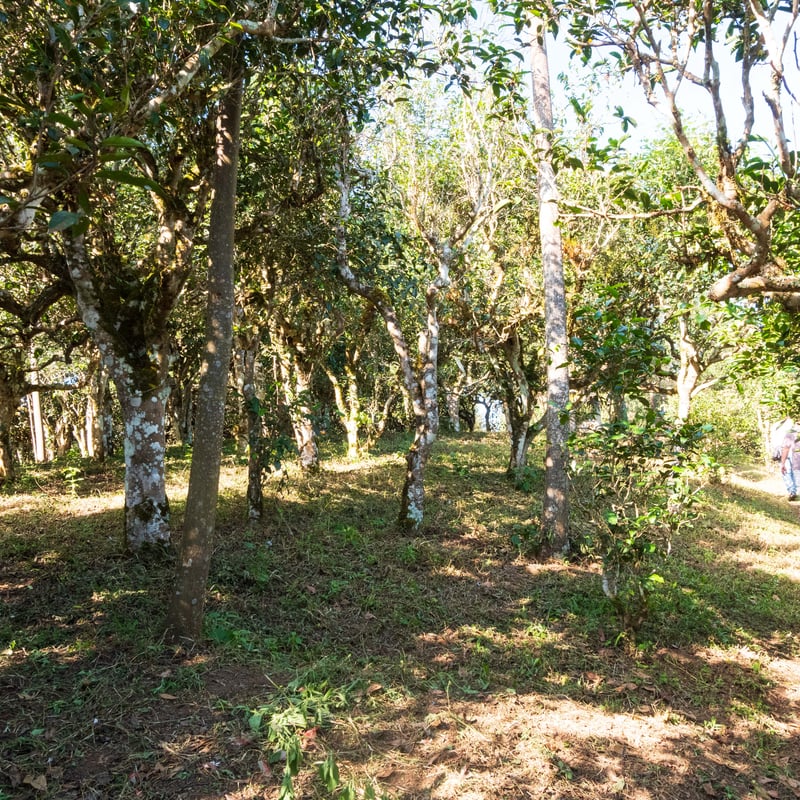 布朗古茶 雲南省 プーアル茶「広別老寨」純料生态古樹茶 布朗古茶 雲南省 プーアル茶「広別老寨」純料生態古樹