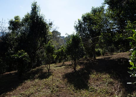 2024年_賀開古樹（曼弄老寨）紅茶：樹齢800年古樹純料