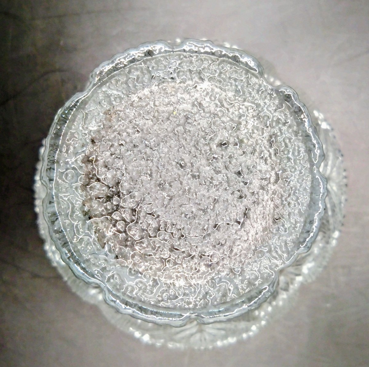 Lasisepat ラシセパット Krokus Koiranputki クロッカス コイランプ