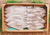 するめイカ　1kg　セット
