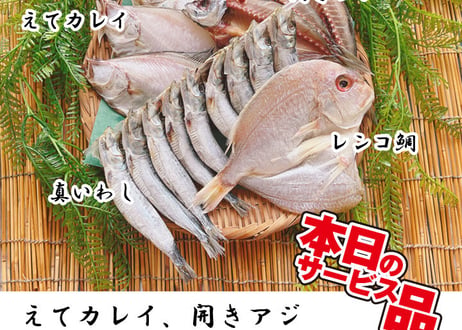 えてカレイ　開きアジ　レンコ鯛　真いわしorうるめイワシ丸干し　セット