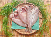 甘鯛　500g　セット