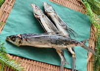 とびうお　トビウオ　煮干し　あごだし