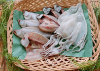 えてカレイ　開きアジ　レンコ鯛　白いか　セット