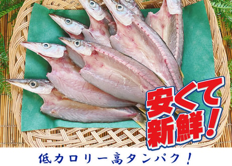 開きカマス　1kg　セット
