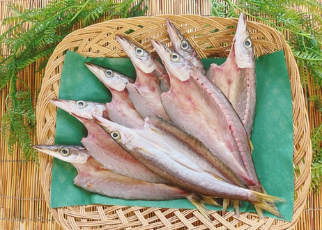 開きカマス　1kg　セット
