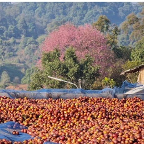 Thailand_Anaerobic_Natural