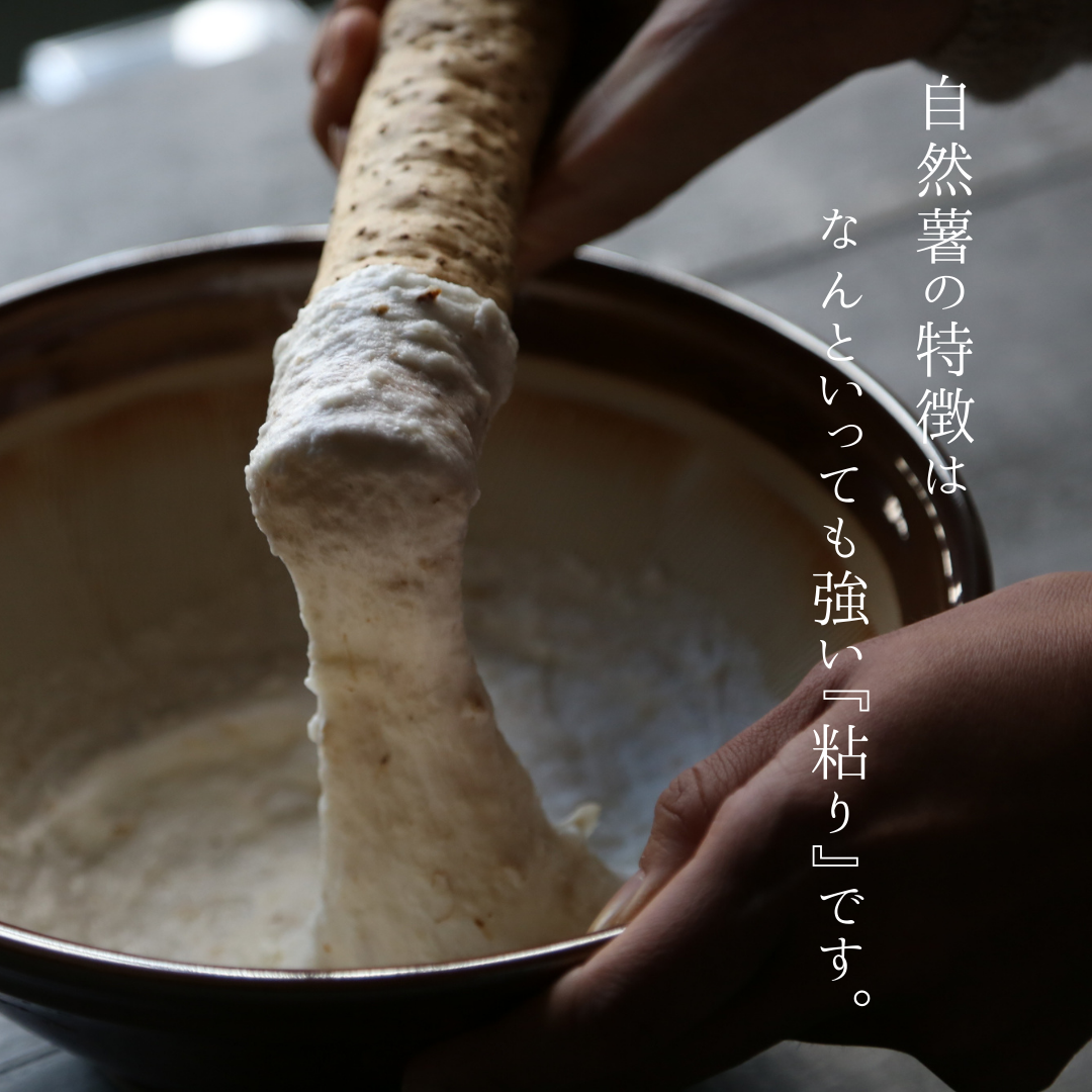 天然自然薯ーー1.５ 宮城県大崎市産 自然薯1.5kg: タウンショップみやぎ|【JA