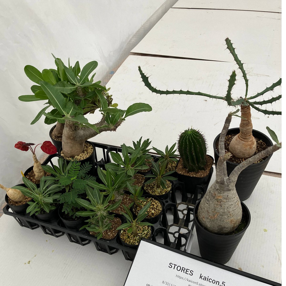 塊根多肉植物 鉢植えmix STス005 | アイリスフローリスタジャパン