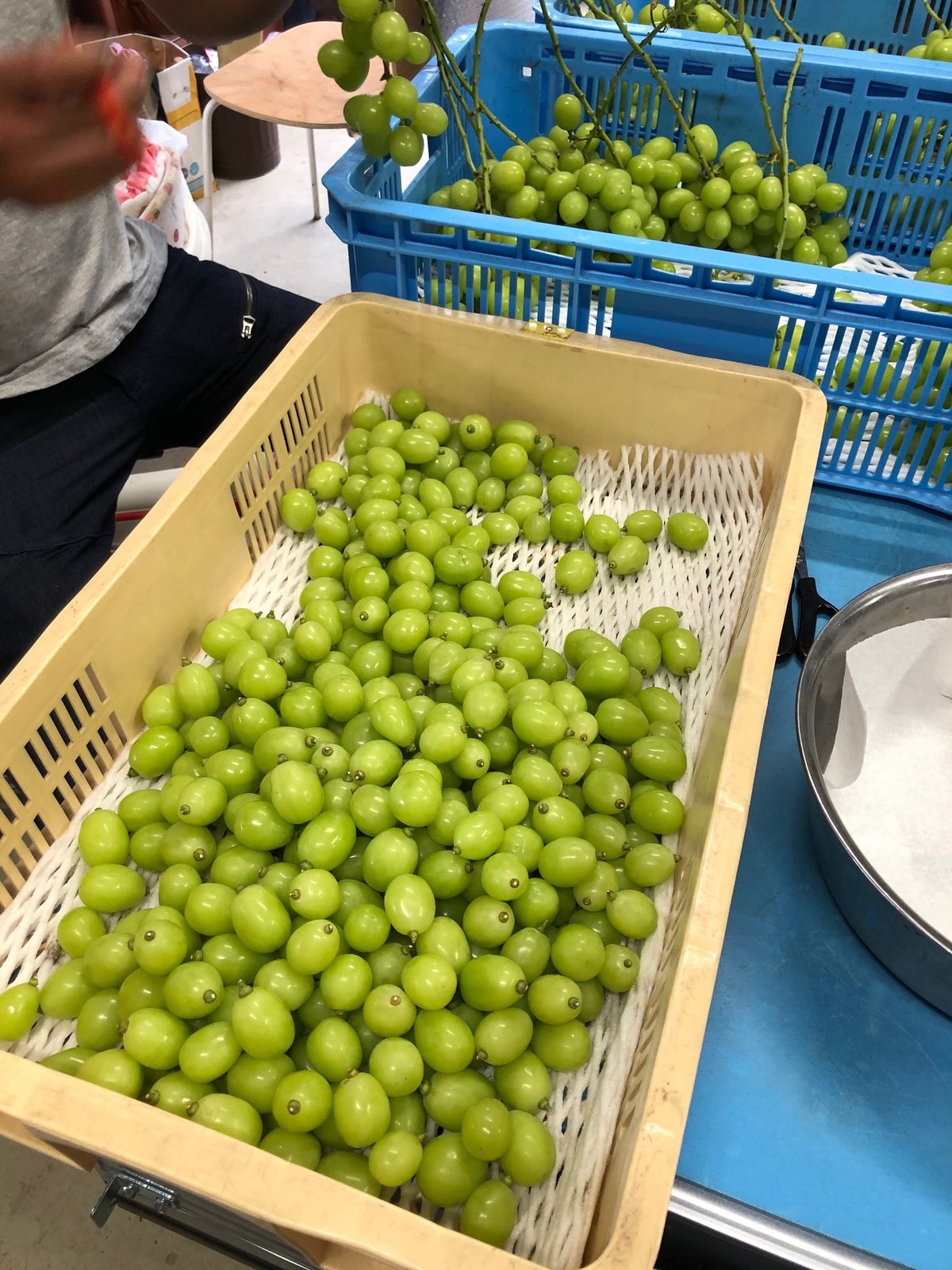 朝どれ☆クール便☆粒バラ売りシャインマスカット2kg