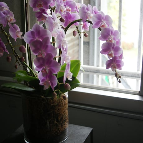 Designing/Orchid（デザイニング胡蝶蘭）　3サイズ（S、M、L）