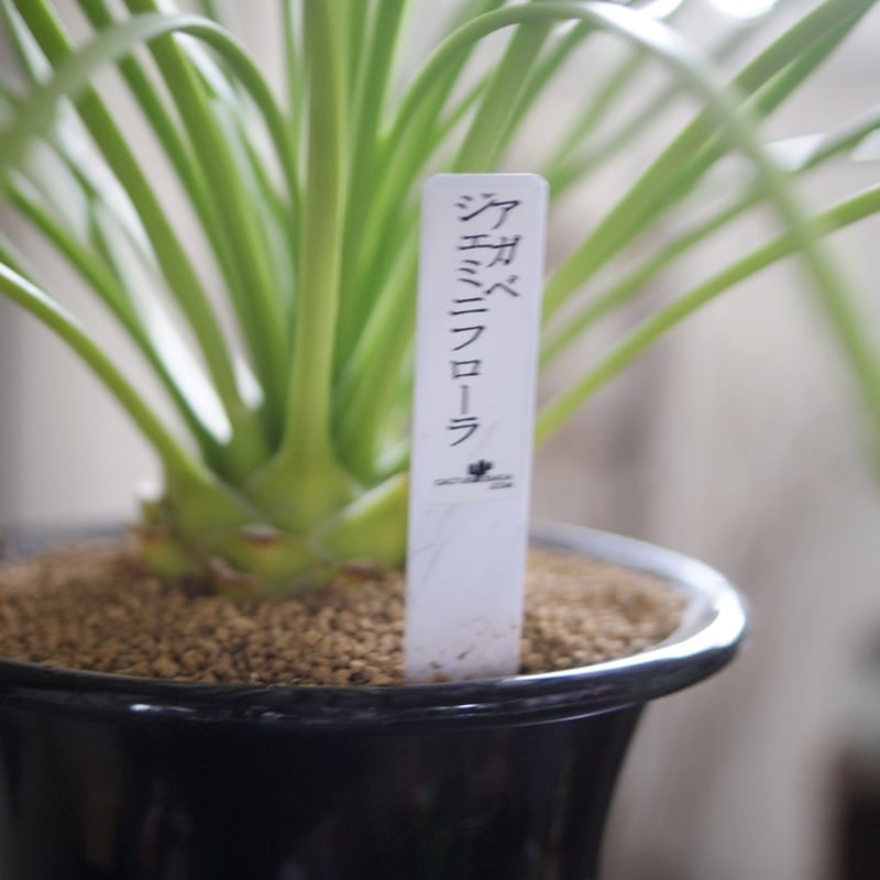 アガベ ジェミニフローラ 特大 【公式通販】