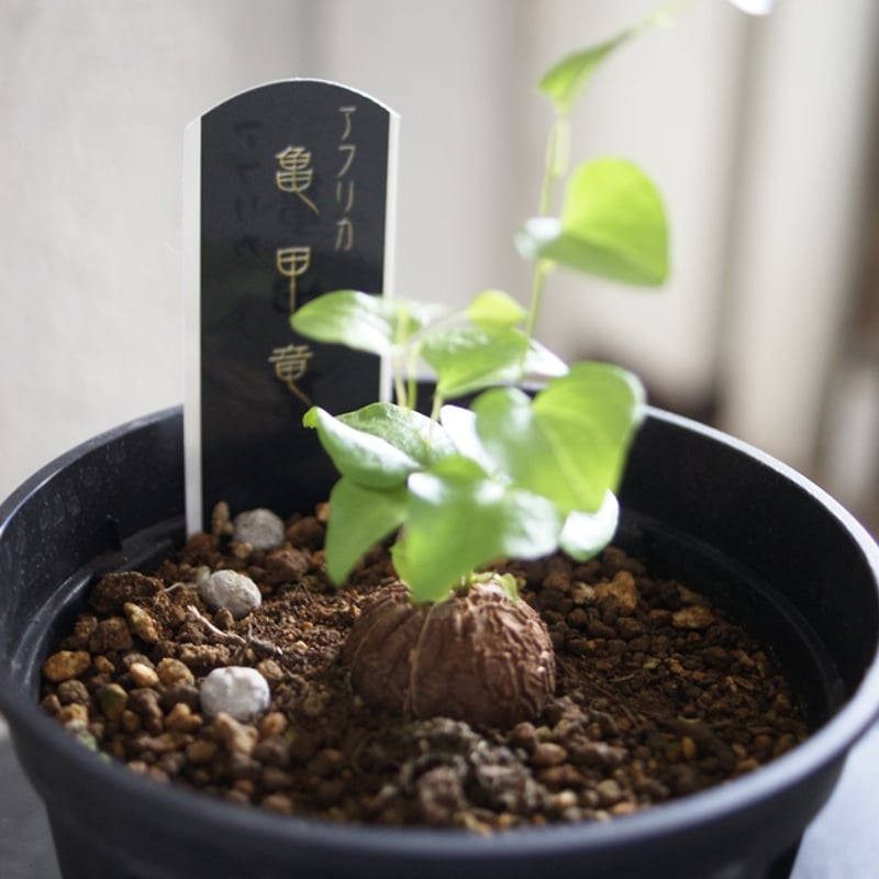 亀甲竜 ディオスコレアエレファンテペス 美株 現品お届け】亀甲竜 キッコウリュウ ディオスコレア エレファンティ