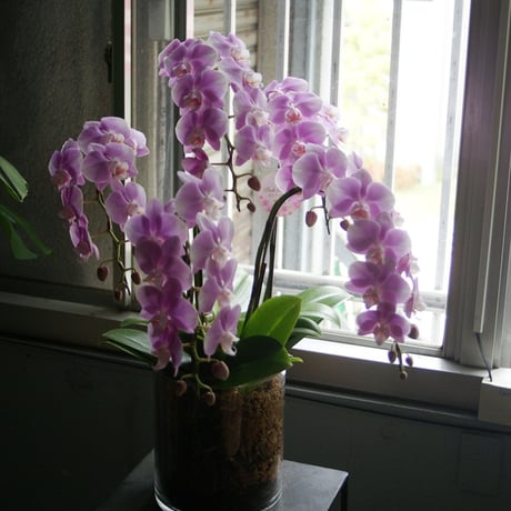 ファレノプシス | STORES