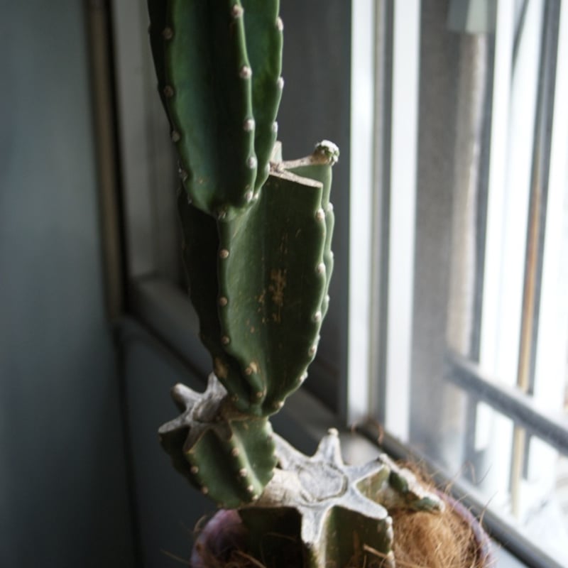 越冬済み！ 柱サボテン 鬼面角 6頭発根 サボテンブランチ ブランチ 柱