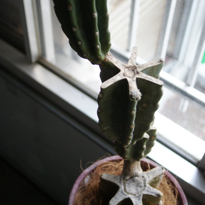 越冬済柱サボテン 鬼面角2発根サボテンブランチサボテンロストラータ