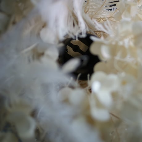 lumière douce　【Dry　Flower】