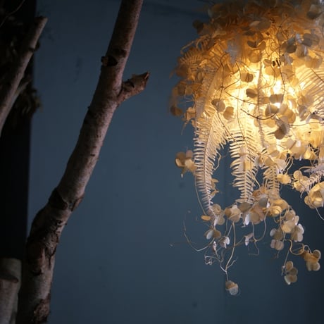 lumière douce　【Dry　Flower】