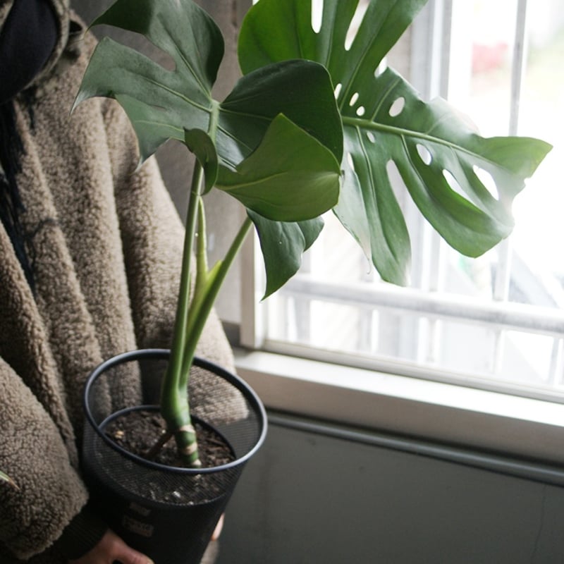 モンステラ根上がり幹立ち幹上がり大株観葉植物室内 【公式通販】