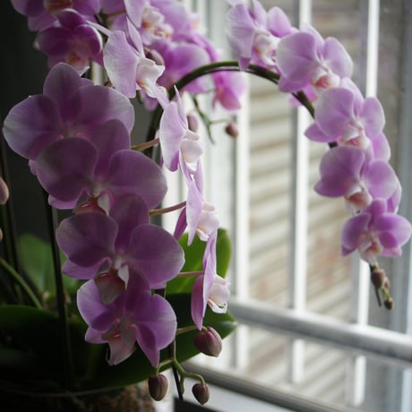 Designing/Orchid（デザイニング胡蝶蘭）　3サイズ（S、M、L）