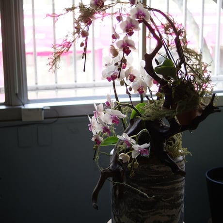 Designing/Orchid（デザイニング胡蝶蘭）　3サイズ（S、M、L）