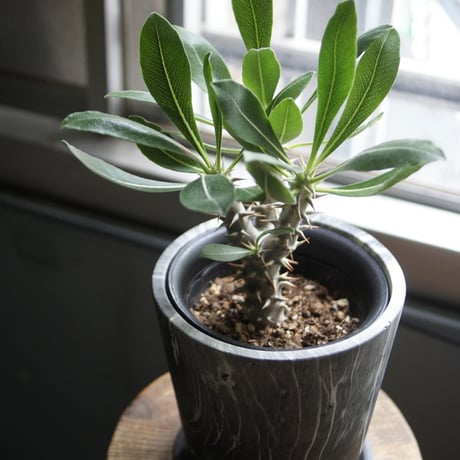 現品】パキポディウム エブレネウム 6号 【公式通販】