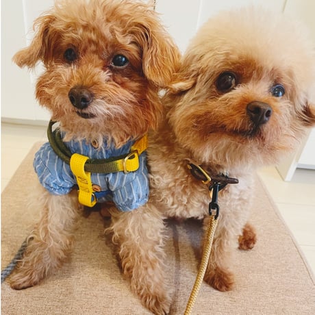 COTTON CAT & DOG HARNESS【 HENRI 】