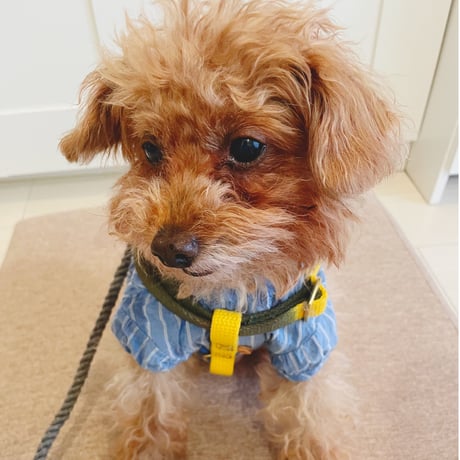 COTTON CAT & DOG HARNESS【 HENRI 】