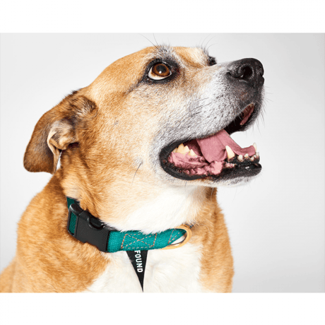 Webbing Cat & Dog Collar【 PRISMATIC 】
