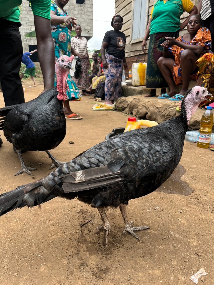 コウテイ 生写真 CUTIE STREET 生写真5枚セット -くらげ衣装edition-【ASOBIMALL(アソビ